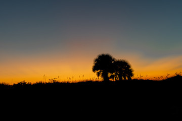 Silhouette of the palm trees as the sun sets in Clearwater, Florida USA