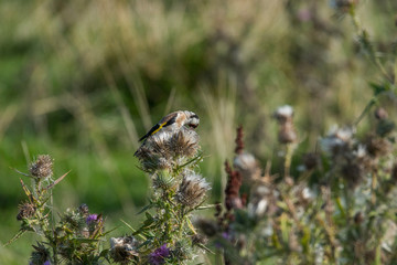 Goldfinch on a Cirsium at bird sanctionary Hjälstaviken west of Stockholm