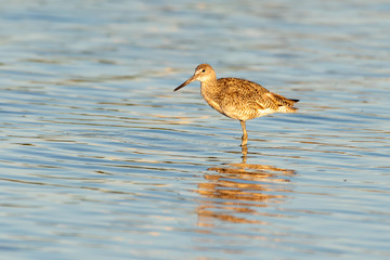 Willet wading in the water at the beach