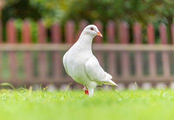 A beautiful white dove on the ground.