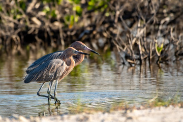 Pair of reddish egrets wading through the water together in Florida