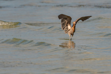 Reddish egret wading in the water flapping his wings trying to catch fish