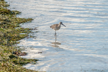 Willet wading near the shore in Florida