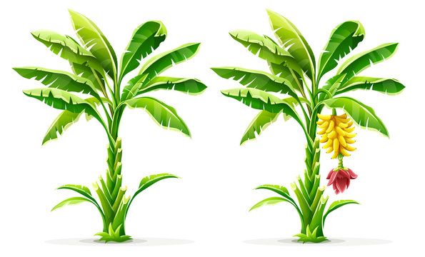 Set of Banana palm tree with fruits. Exotic tropical plants with green leaves and flower, Isolated on white transparent background. Eps10 vector illustration.