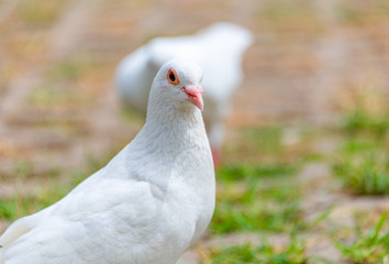 A beautiful white dove on the ground.