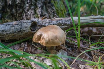 One porcini mushroom in the forest