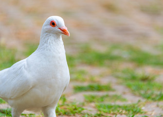 A beautiful white dove on the ground.