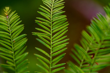 Branches of a pine tree with needles - close up