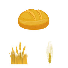Isolated object of wheat and corn symbol. Collection of wheat and harvest stock symbol for web.