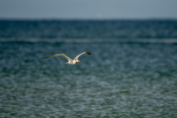 Sandwich tern flies over the Gulf of Mexico Florida