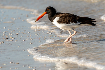 American oyster catcher on the beach is west central Florida