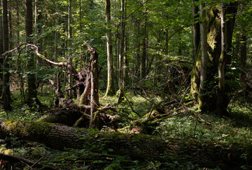 Shady deciduous tree stand in summer