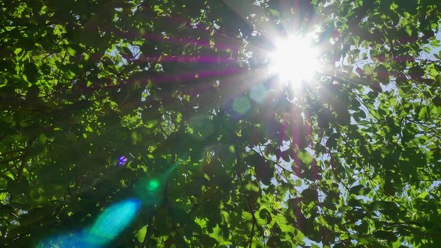 The background of the leaves and the light of the sun