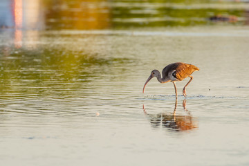 Juvenile ibis is molting his brown feathers and turning white