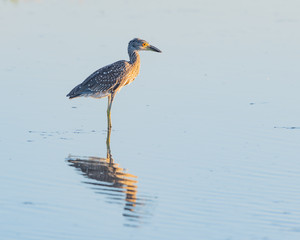 Young black crowned night heron with a reflection wading through shallow water 