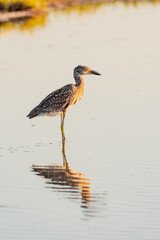 Young black crowned night heron with a reflection wading through shallow water 