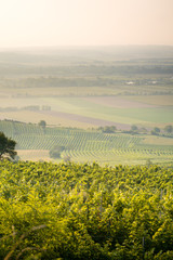 Fototapeta na wymiar Beautiful Sunrise Landscape in a Wine Area, Grapes