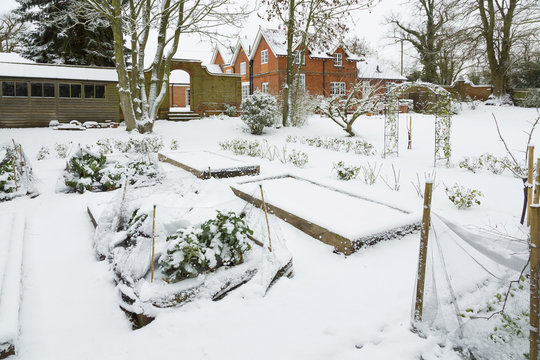 Vegetable Garden In Winter Snow