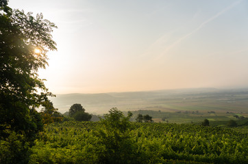 Beautiful Sunrise Landscape, Wine Area in the Foreground, Small Town in the Background, Grapes