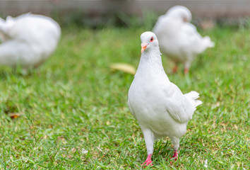 A beautiful white dove on the ground.