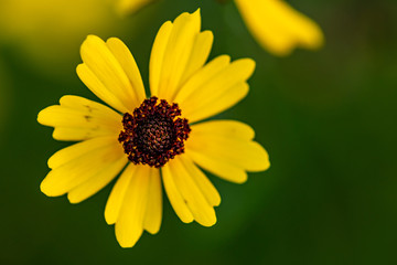 Bright yellow beach sunflower - native ground cover found along the beaches in Florida