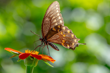 Brown swallow tail butterfly on a Mexican sunflower