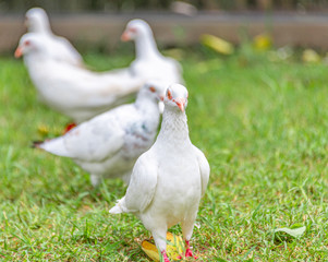 A beautiful white dove on the ground.