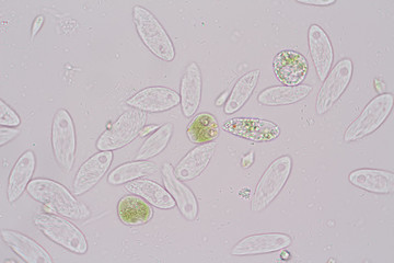 Euglena is a genus of single-celled flagellate Eukaryotes under microscopic view for education.