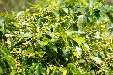 Coffee bean in coffee tree plantation.Fresh green and red berry of coffee in organic farm.