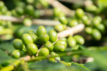 Coffee bean in coffee tree plantation.Fresh green berry of coffee in organic farm. ( selective focus )