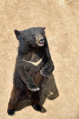 The Asian black bear