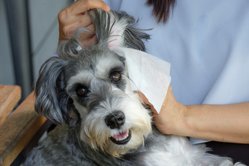 schnauzer dog Wipe the ear