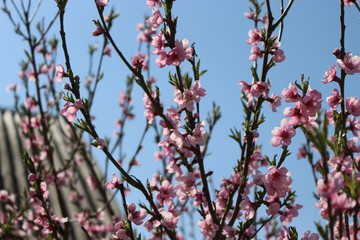  Bright pink flowers bloomed on a peach tree