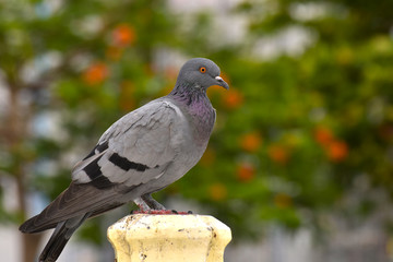  Pigeons in various postures In the park That is waiting for people to come to give food Is the nature of birds