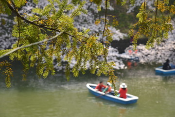 新緑と小舟