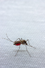 mosquito drunk blood cleans paws close-up with copy space