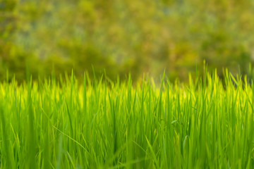 Beautiful natural green rice field for background