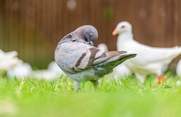 Beautiful grey doveon on the green grass