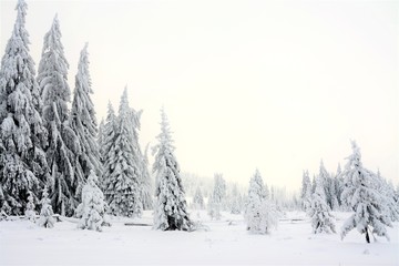 a beautiful winter landscape with pine forest covered with snow
