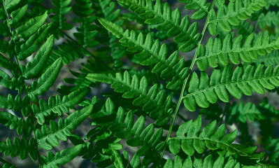 Naklejka na ściany i meble Green fresh leaves of an ostrich fern or fern on a violin or shuttlecock Matteuccia struthiopteris green background from fern leaves.