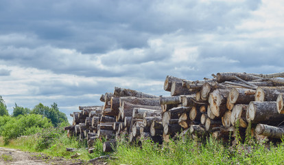Closeup of felled and stacked tree trunks with a cut edge to the viewer. deforestation. enviroment protection.