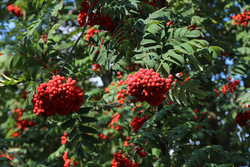 Rowan tree. Bright red rowan berries on a tree on a sunny day.