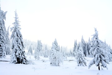 a field with sparse pine in winter