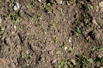 Texture de terre d'agriculture