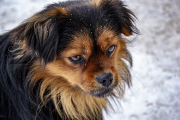 Bushy dog with snow