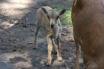 Barbary sheep (Ammotragus lervia) or aoudad is a species  native to rocky mountains in North Africa. Is non-native species into the wild of New Mexico and Texas.