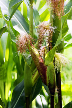 Young ripening corn in the field.