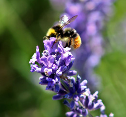 Bee on Lavendar