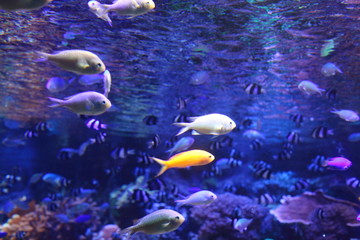 Obraz premium 熱帯魚