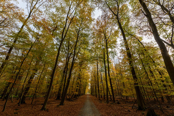 Naklejka premium Wald